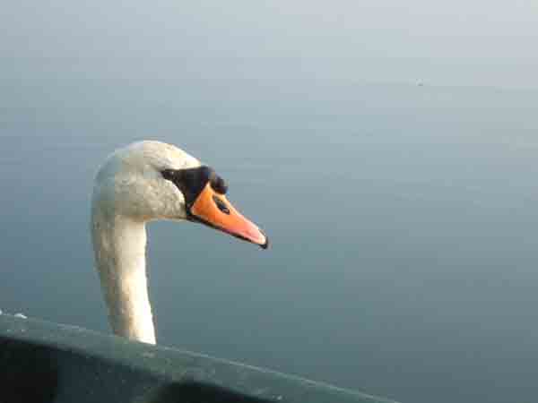 I see no ships! Blenheim Grand Lake 2002 